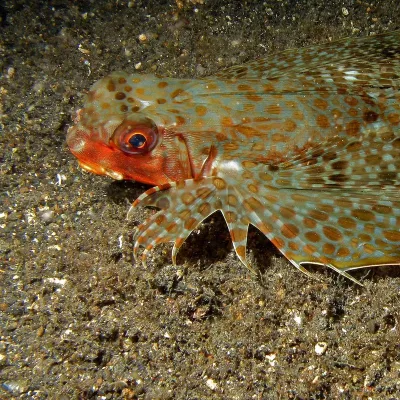 This fish is generally solitary and found all over Polynesia, but rarely observed.