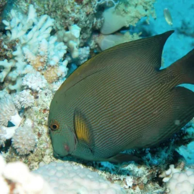 Poisson chirurgien strié qui se nourrit d'algues sur le corail