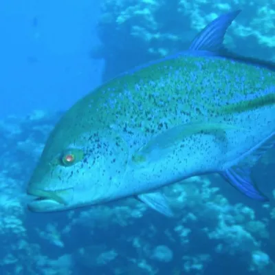 Carangue bleue en eau profonde