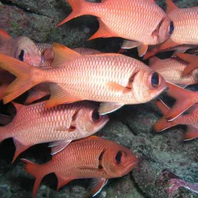 Banc de myripristis à oeillères dans leur grotte 