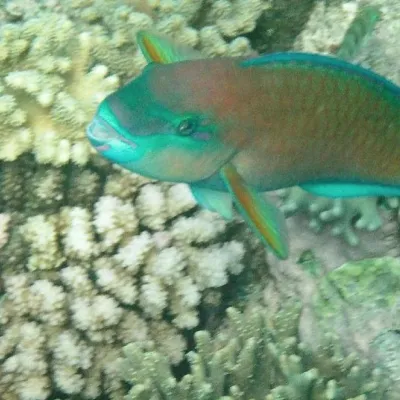 Terminal phase (male) red variant