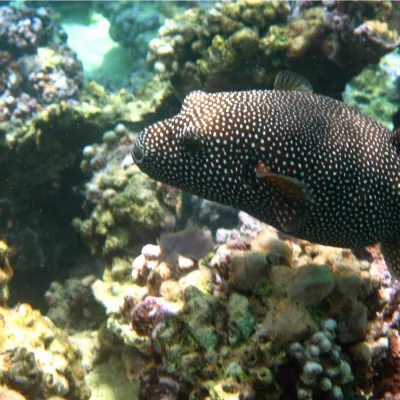 Huehue ‘ere’ere can easily be observed in coral formations