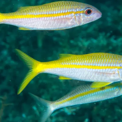 Il possède aussi deux petites moustaches, qui sont en réalité des barbillons olfactifs très sensibles lui servant à dénicher les petites proies dans le sable.