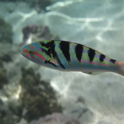 Il se nourrit aussi bien de plancton qu’il va chercher à la surface que de petits poissons et crustacés.