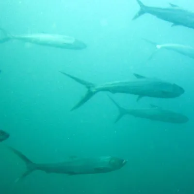 Adults gather in small or large schools near shore or reefs.