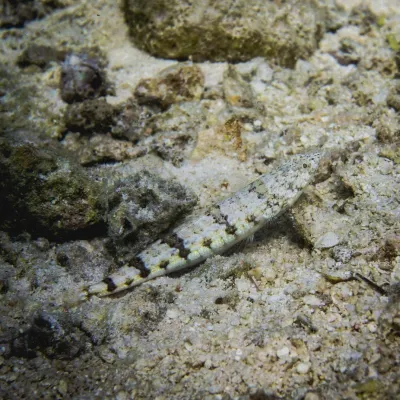 This fish eats small fish and shrimp that it ambushes.