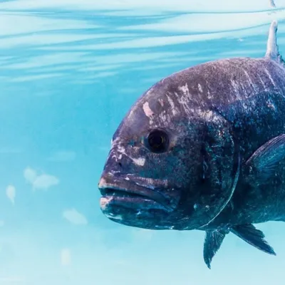 This jackfish is the largest of French Polynesia. It has a silver body with metallic reflections and a broad, curved head.