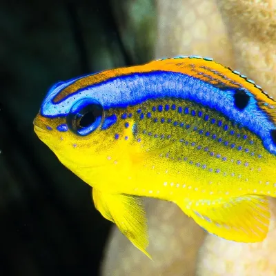 This small damselfish gets its name from its favorite habitat - where the waves break.